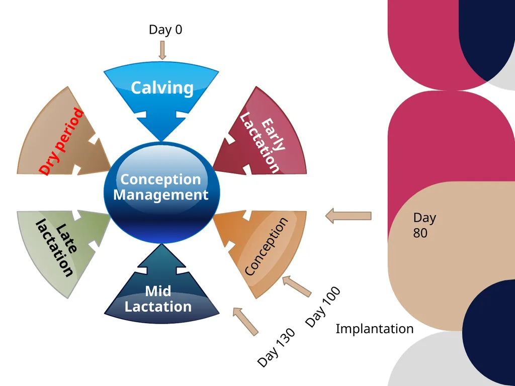 Care and management of pregnant animals Dr Alok - slide 4 of 19