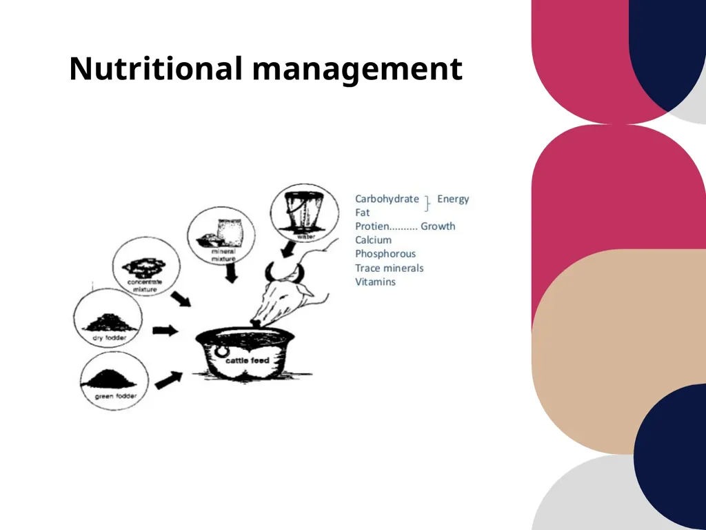 Care and management of pregnant animals Dr Alok - slide 6 of 19