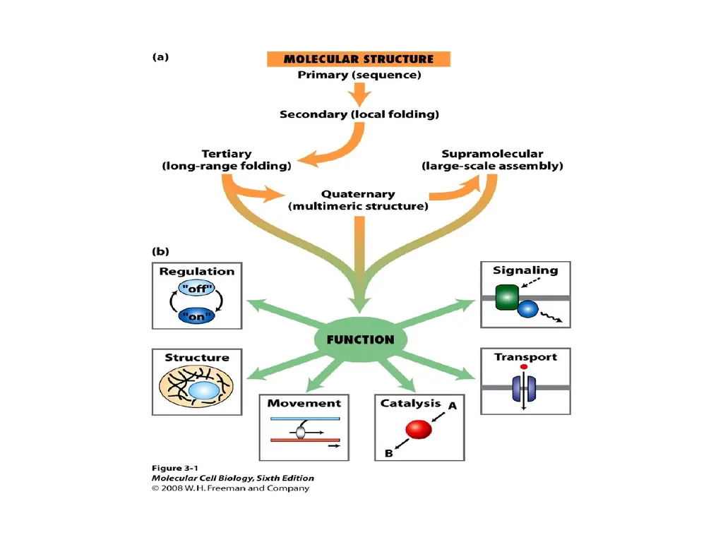 Classification of proteins I- Simple proteins: - slide 1 of 15