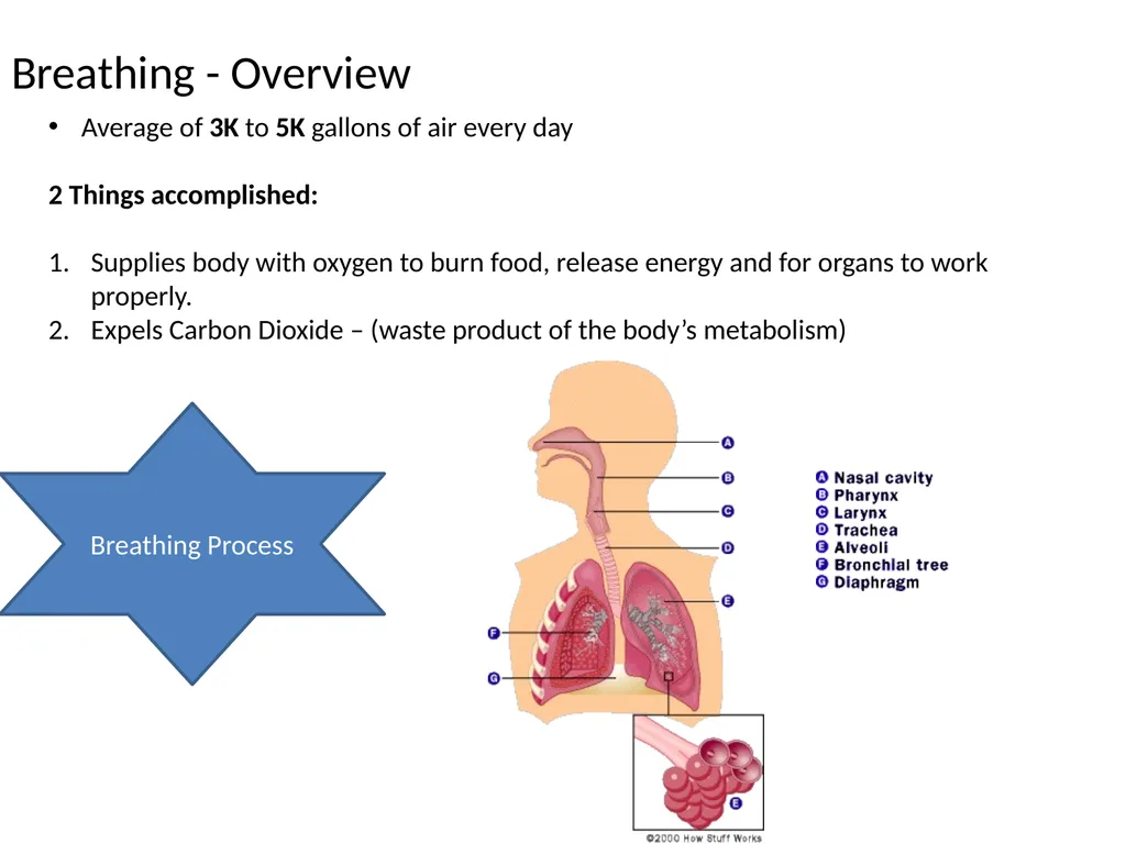 Breathing “A lung’s got to do what a lungs got - slide 3 of 17