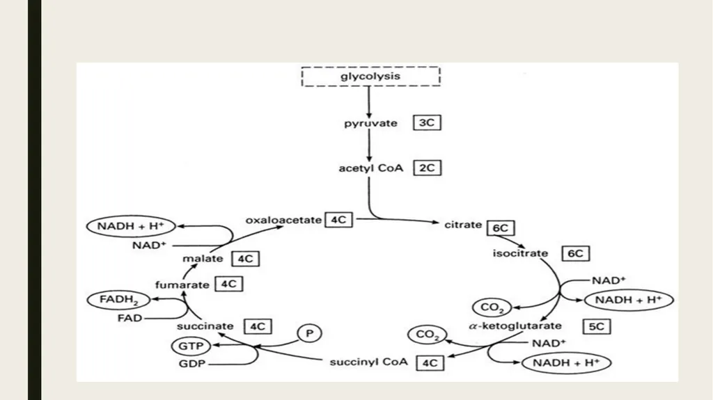 Catabolism: Tricarboxylic acid cycle (TCA ) or - slide 3 of 18