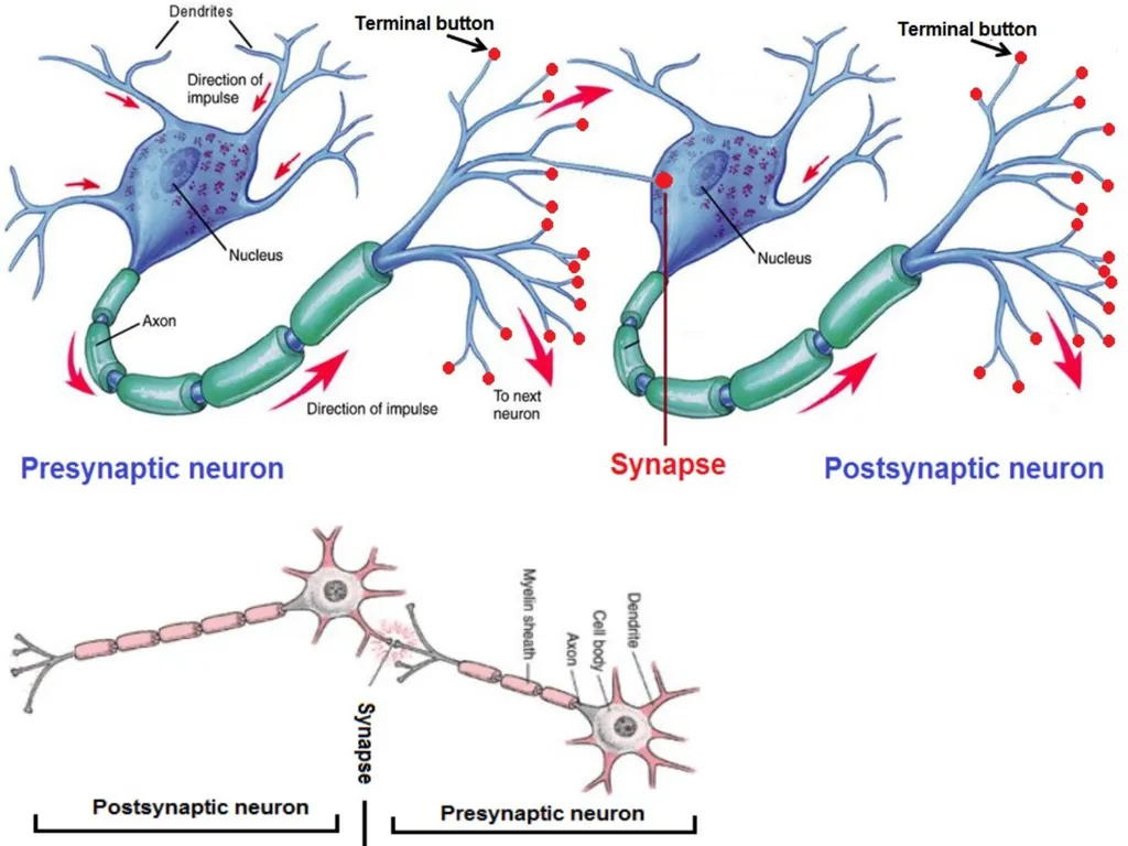 NERVES & MUSCLES PHYSIOLOGY Lecture 4 Dr. Amar - slide 3 of 11