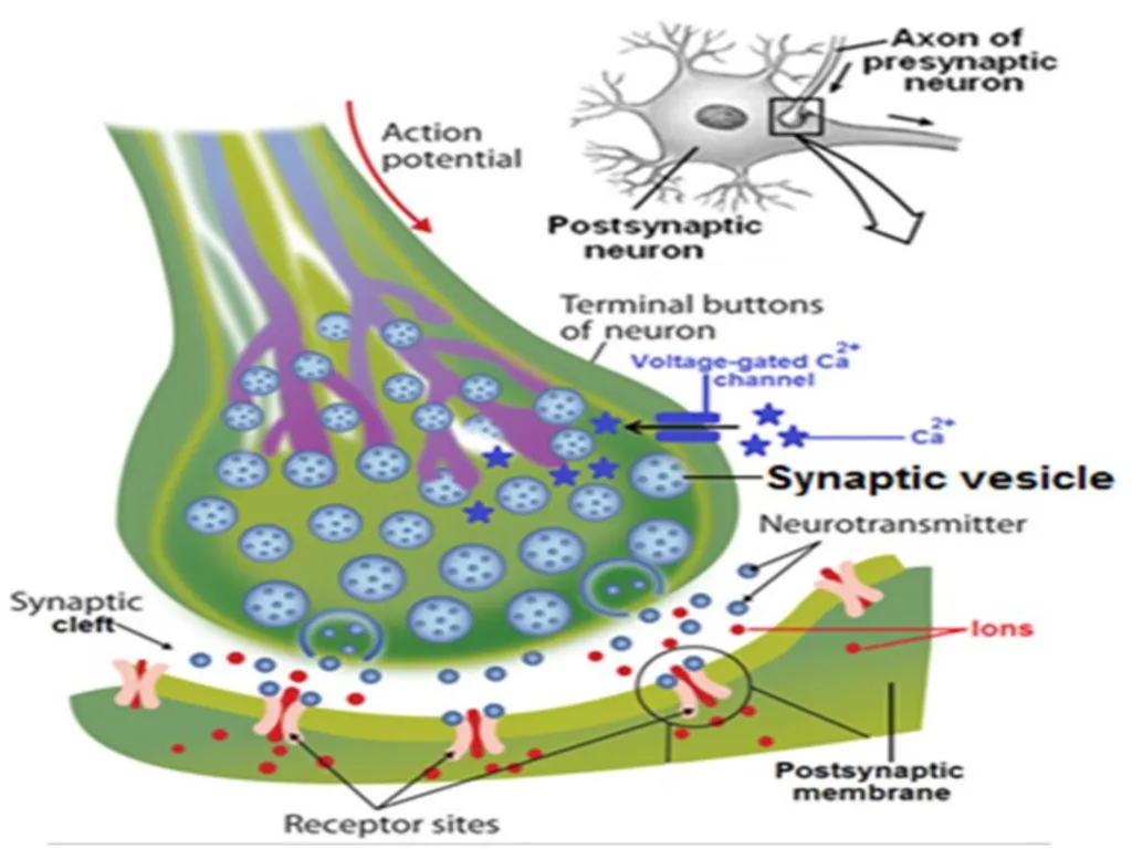 NERVES & MUSCLES PHYSIOLOGY Lecture 4 Dr. Amar - slide 4 of 11