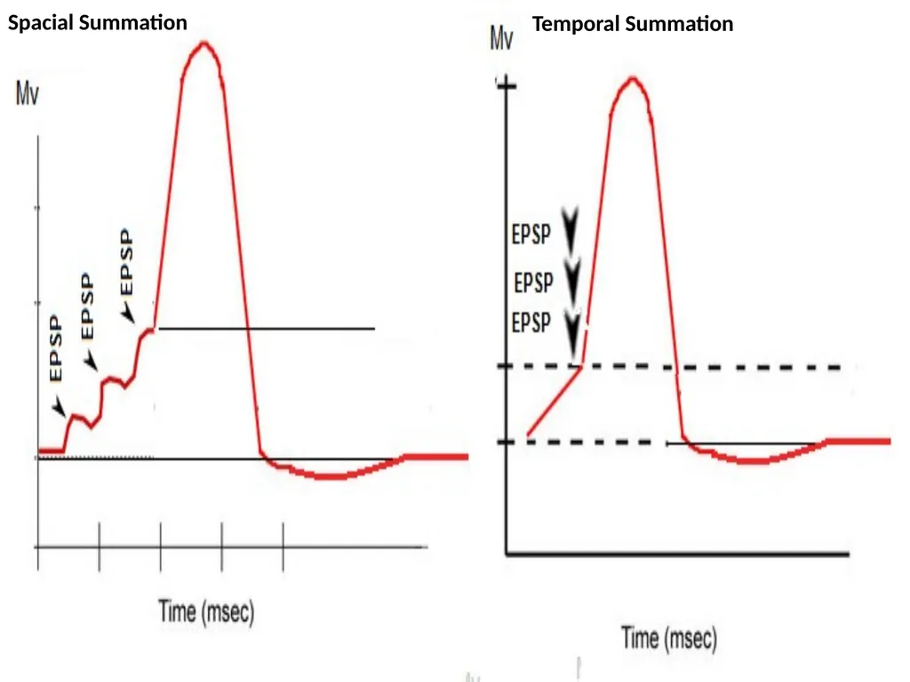 NERVES & MUSCLES PHYSIOLOGY Lecture 4 Dr. Amar - slide 6 of 11