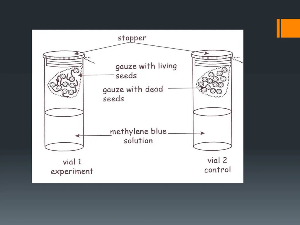 CELLULAR RESPIRATION MAKING LINKS FORMULA OF - slide 20 of 33