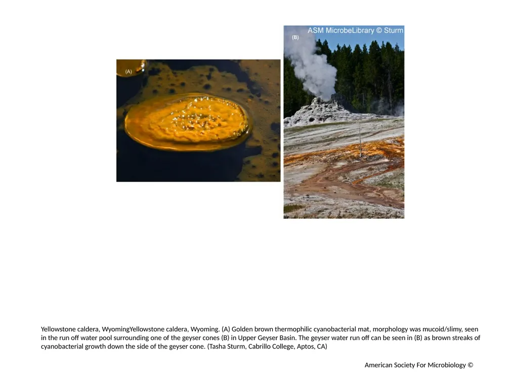 Extremophiles Author: Multiple Authors Citation: - slide 3 of 4