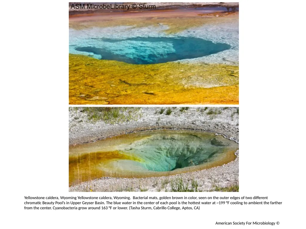 Extremophiles Author: Multiple Authors Citation: - slide 4 of 4