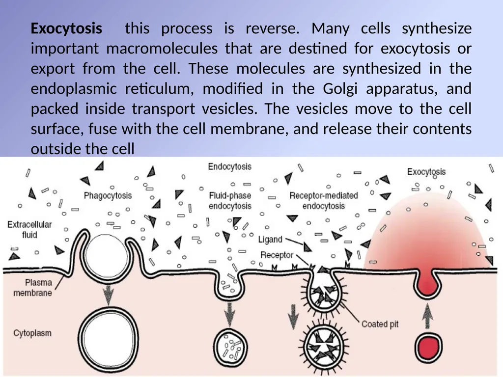 Body fluids Body composition:- In the average - slide 26 of 37