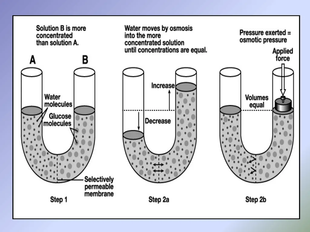 Body fluids Body composition:- In the average - slide 13 of 37