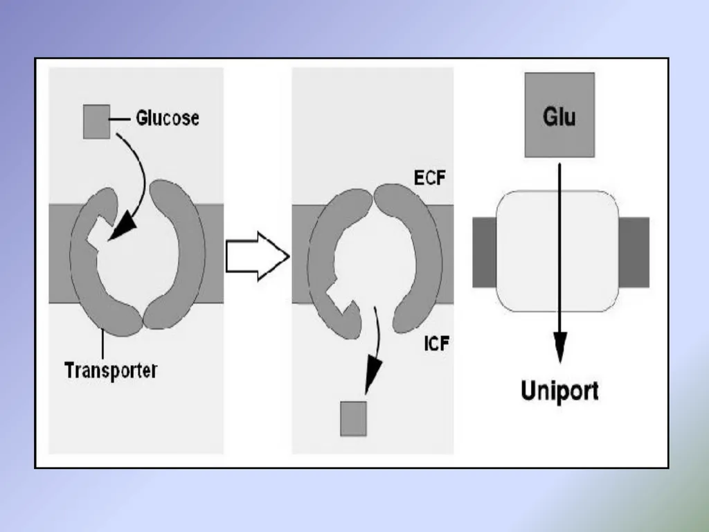 Body fluids Body composition:- In the average - slide 17 of 37