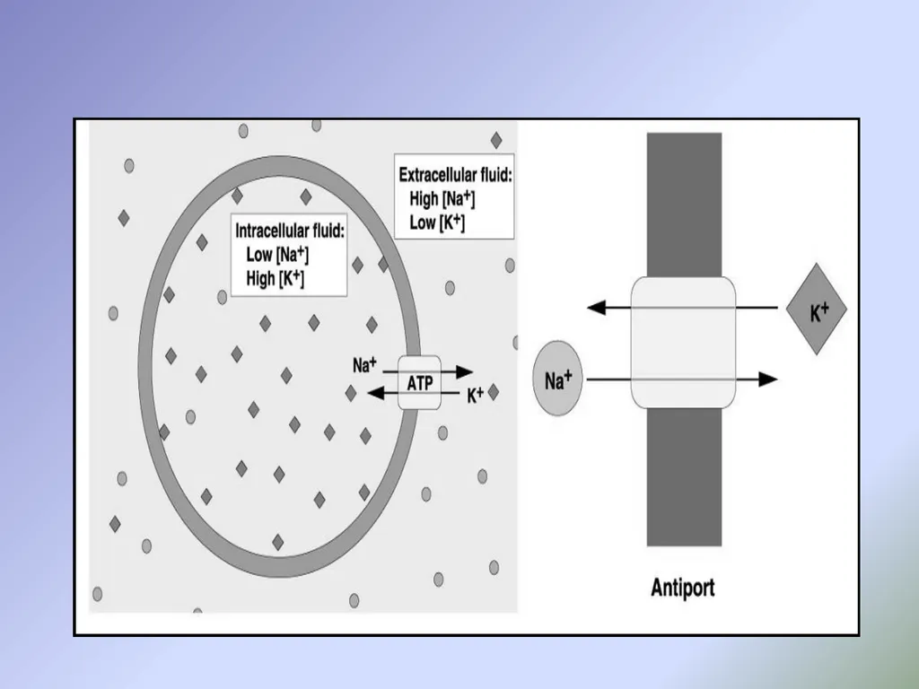 Body fluids Body composition:- In the average - slide 19 of 37