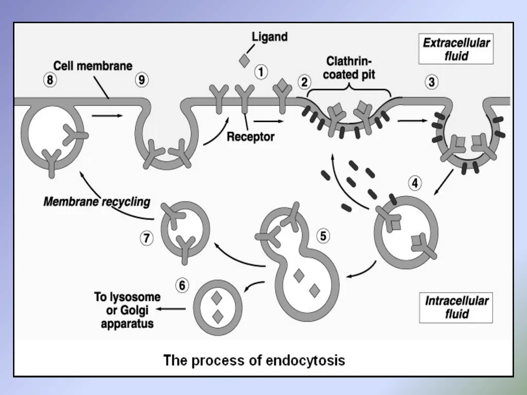 Body fluids Body composition:- In the average - slide 27 of 37