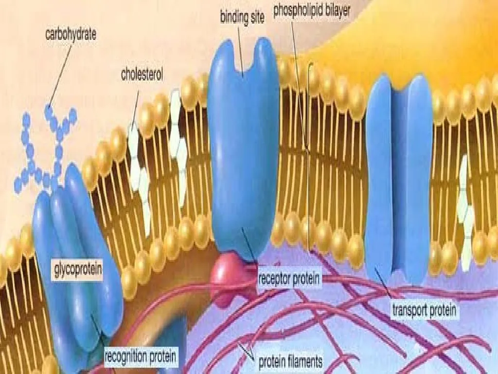 Body fluids Body composition:- In the average - slide 8 of 37