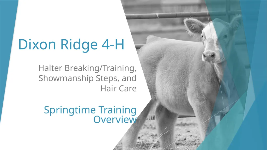 Dixon Ridge 4-H Halter Breaking/Training, - slide 1 of 10