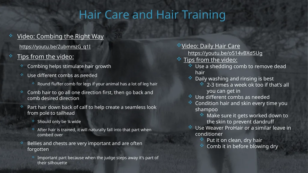 Dixon Ridge 4-H Halter Breaking/Training, - slide 10 of 10
