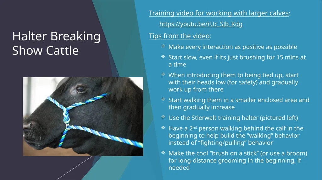 Dixon Ridge 4-H Halter Breaking/Training, - slide 3 of 10