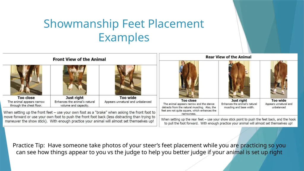 Dixon Ridge 4-H Halter Breaking/Training, - slide 5 of 10