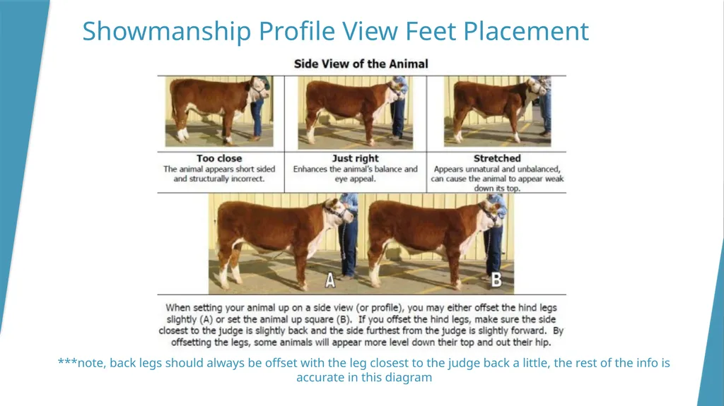 Dixon Ridge 4-H Halter Breaking/Training, - slide 6 of 10