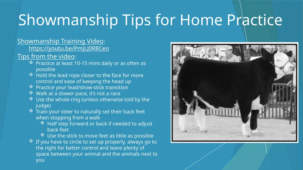 Dixon Ridge 4-H Halter Breaking/Training, - slide 4 of 10