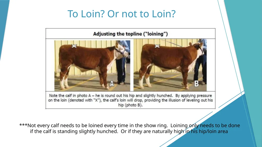 Dixon Ridge 4-H Halter Breaking/Training, - slide 7 of 10