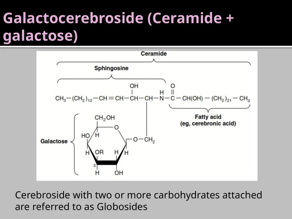 Brain Lipids Dr. Mohammed Vaseem Classification of - slide 9 of 23