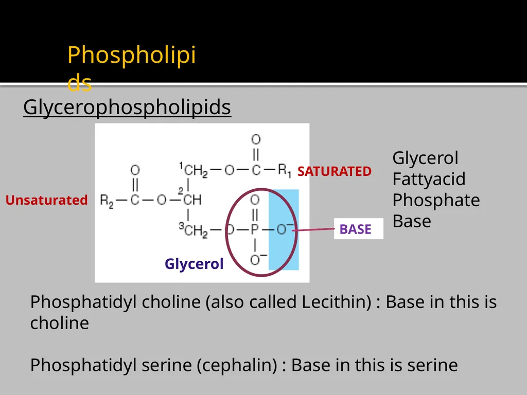 Brain Lipids Dr. Mohammed Vaseem Classification of - slide 6 of 23