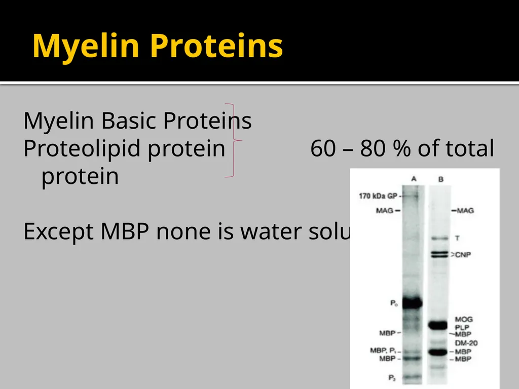 Brain Lipids Dr. Mohammed Vaseem Classification of - slide 19 of 23