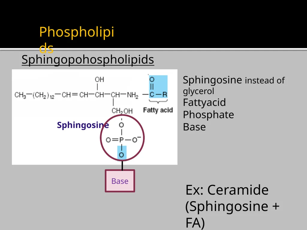 Brain Lipids Dr. Mohammed Vaseem Classification of - slide 7 of 23