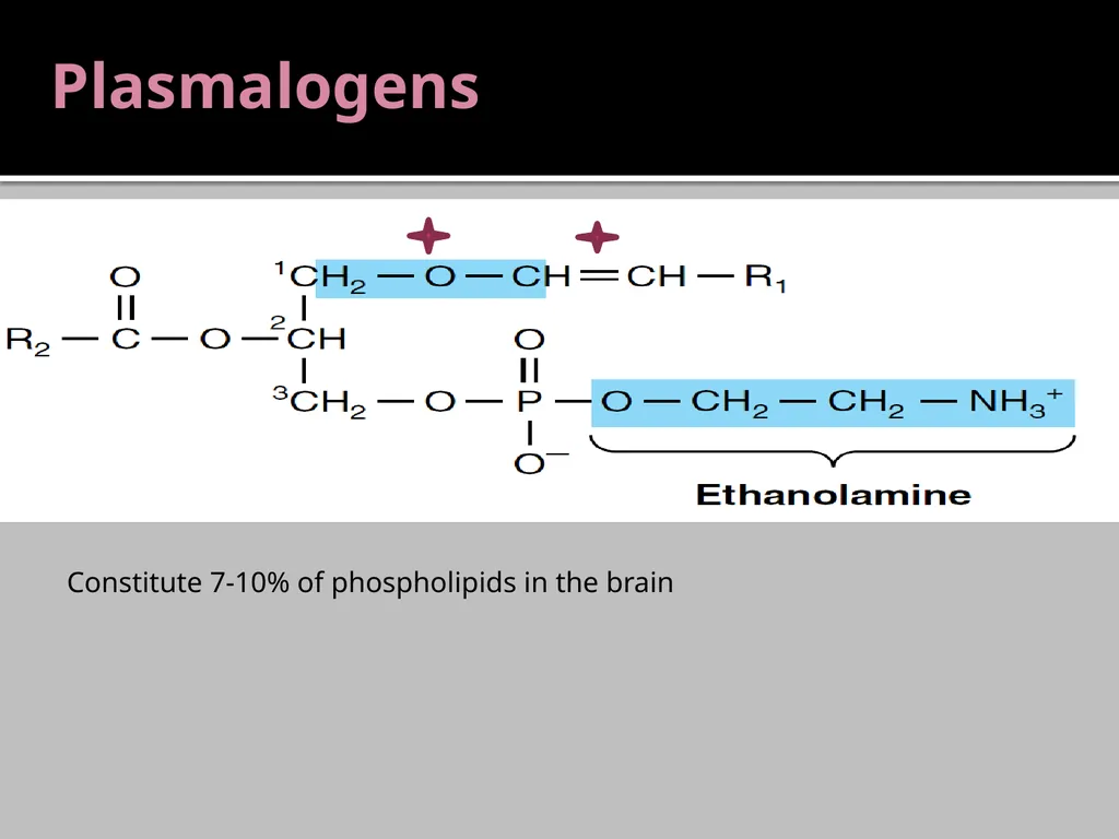 Brain Lipids Dr. Mohammed Vaseem Classification of - slide 11 of 23