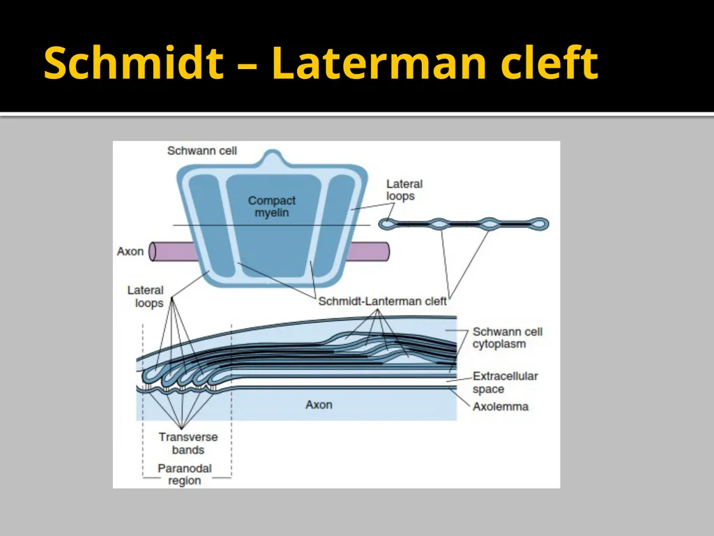 Brain Lipids Dr. Mohammed Vaseem Classification of - slide 16 of 23