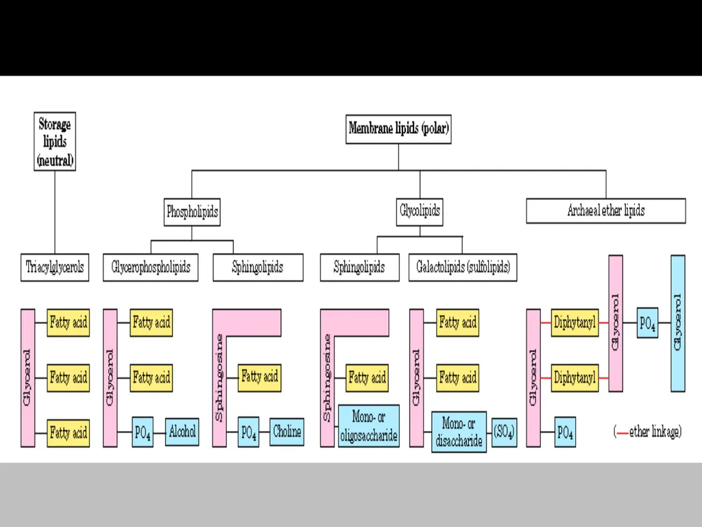 Brain Lipids Dr. Mohammed Vaseem Classification of - slide 12 of 23