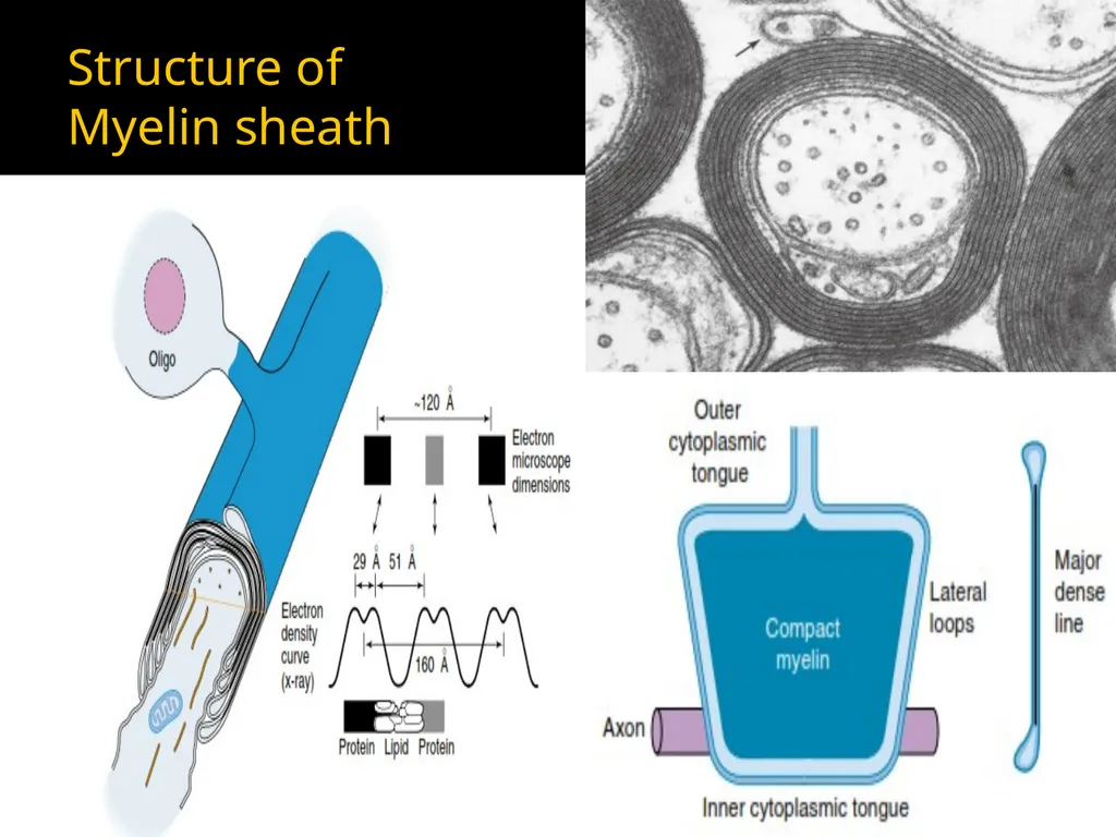 Brain Lipids Dr. Mohammed Vaseem Classification of - slide 15 of 23