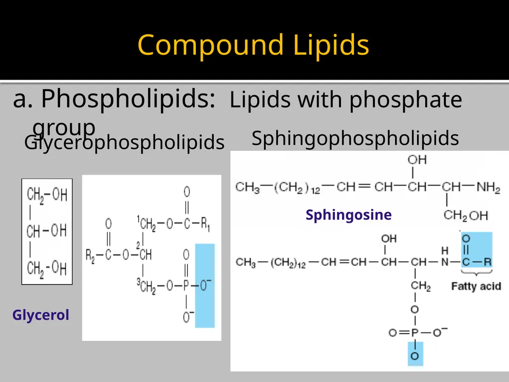 Brain Lipids Dr. Mohammed Vaseem Classification of - slide 5 of 23