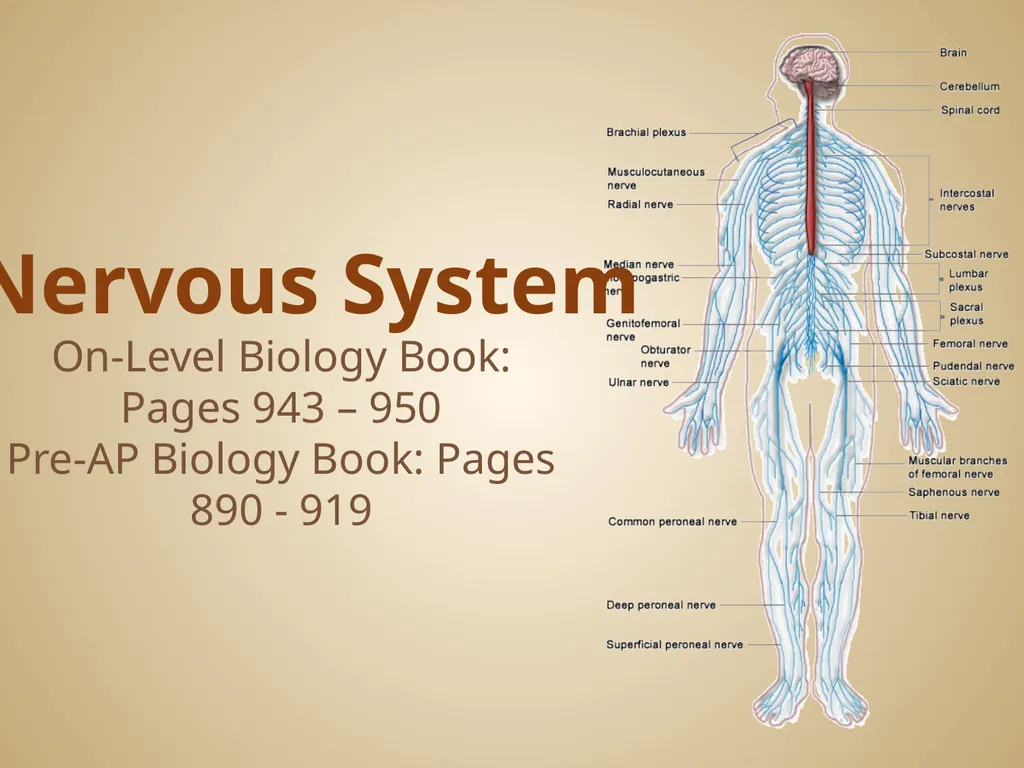 Human Body Systems On-Level Biology Book: Chapters - slide 29 of 53