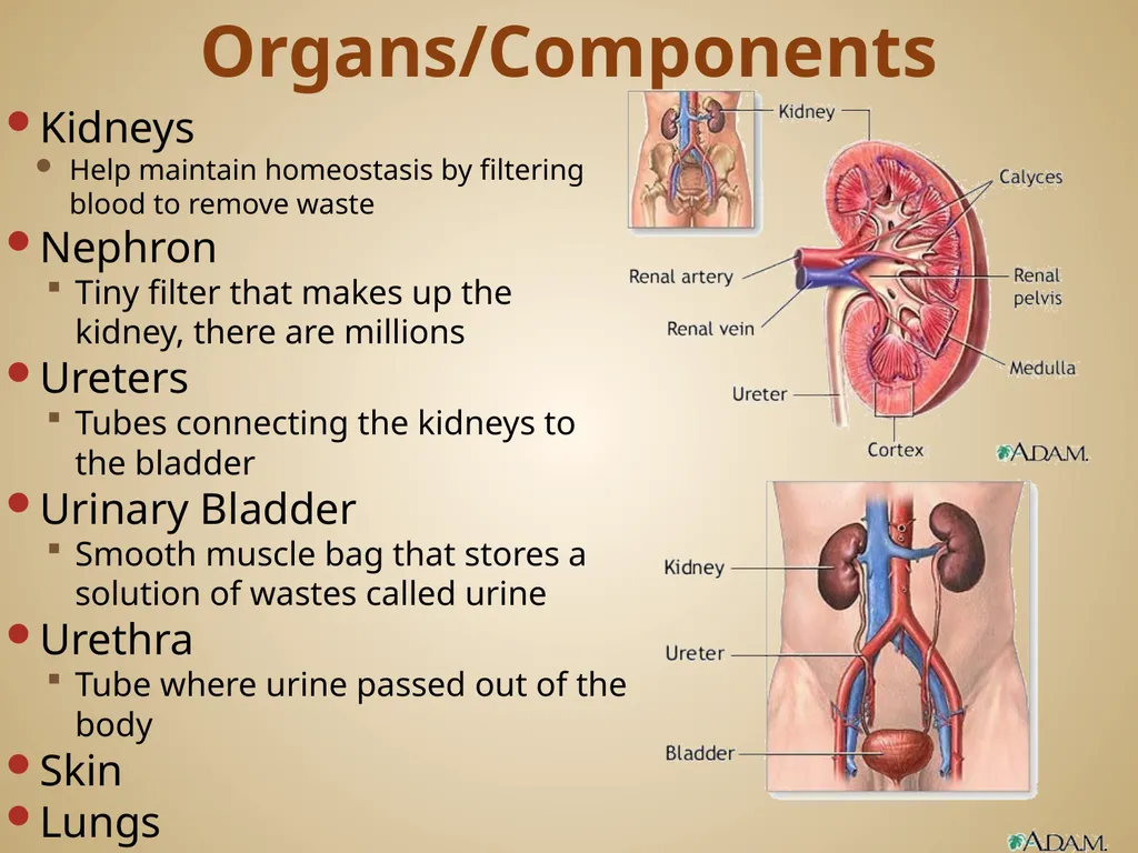 Human Body Systems On-Level Biology Book: Chapters - slide 10 of 53