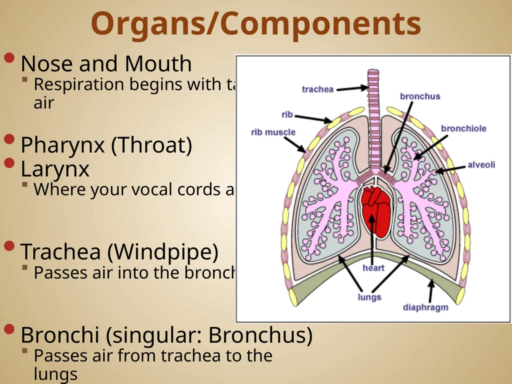 Human Body Systems On-Level Biology Book: Chapters - slide 14 of 53