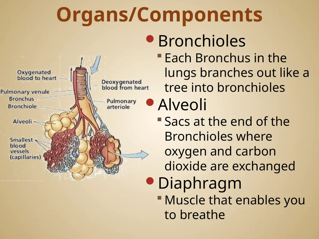 Human Body Systems On-Level Biology Book: Chapters - slide 15 of 53