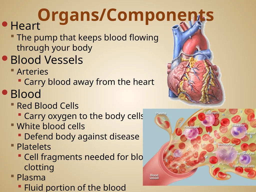 Human Body Systems On-Level Biology Book: Chapters - slide 19 of 53