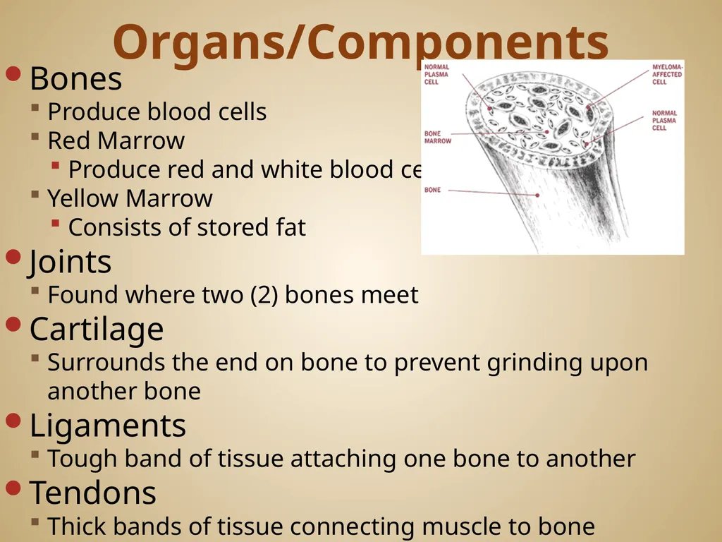 Human Body Systems On-Level Biology Book: Chapters - slide 23 of 53