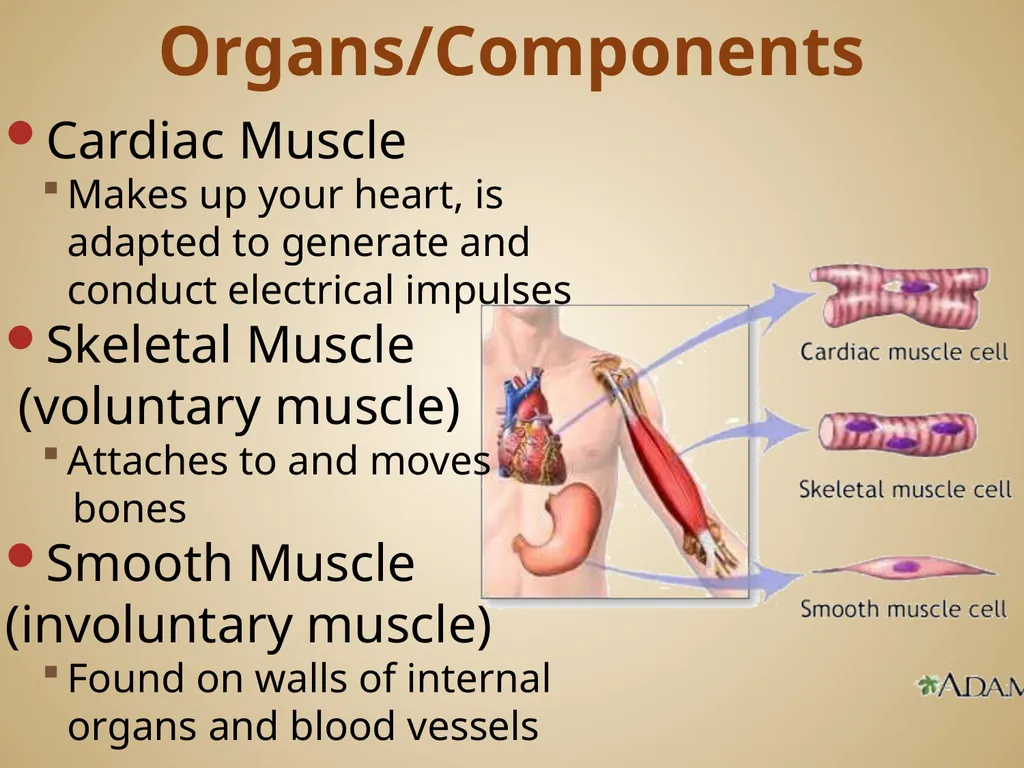 Human Body Systems On-Level Biology Book: Chapters - slide 27 of 53