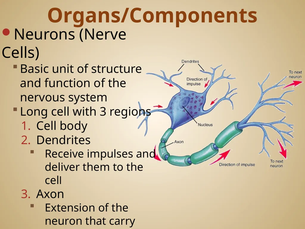 Human Body Systems On-Level Biology Book: Chapters - slide 31 of 53