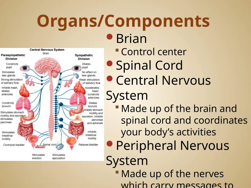 Human Body Systems On-Level Biology Book: Chapters - slide 32 of 53