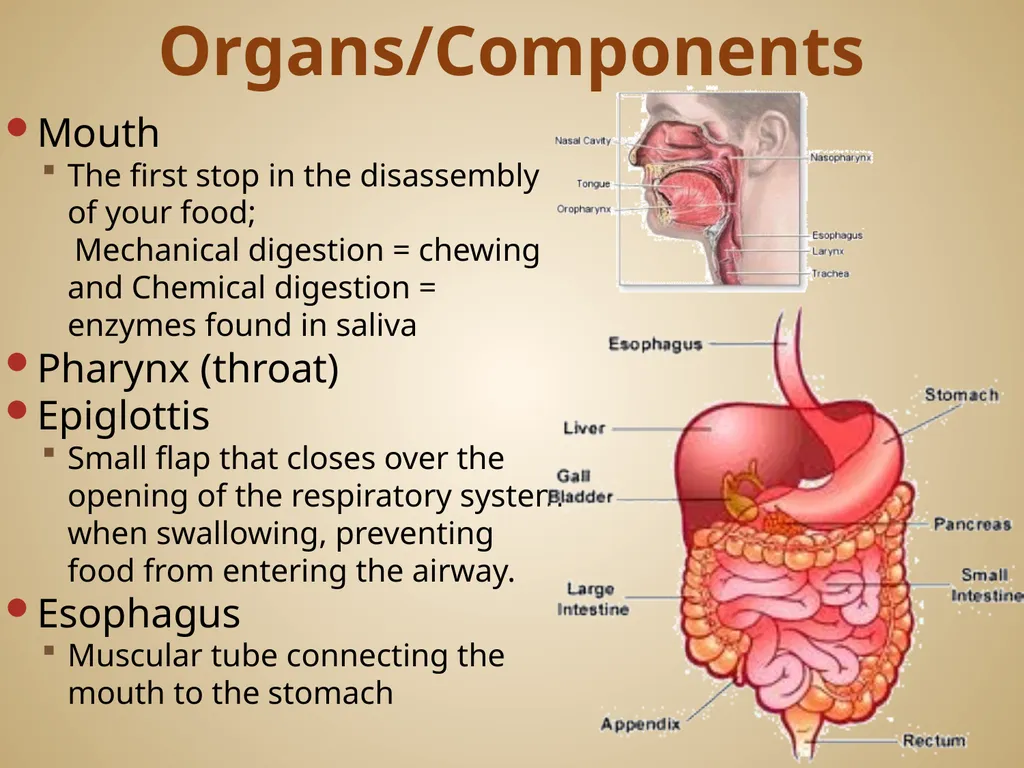 Human Body Systems On-Level Biology Book: Chapters - slide 4 of 53