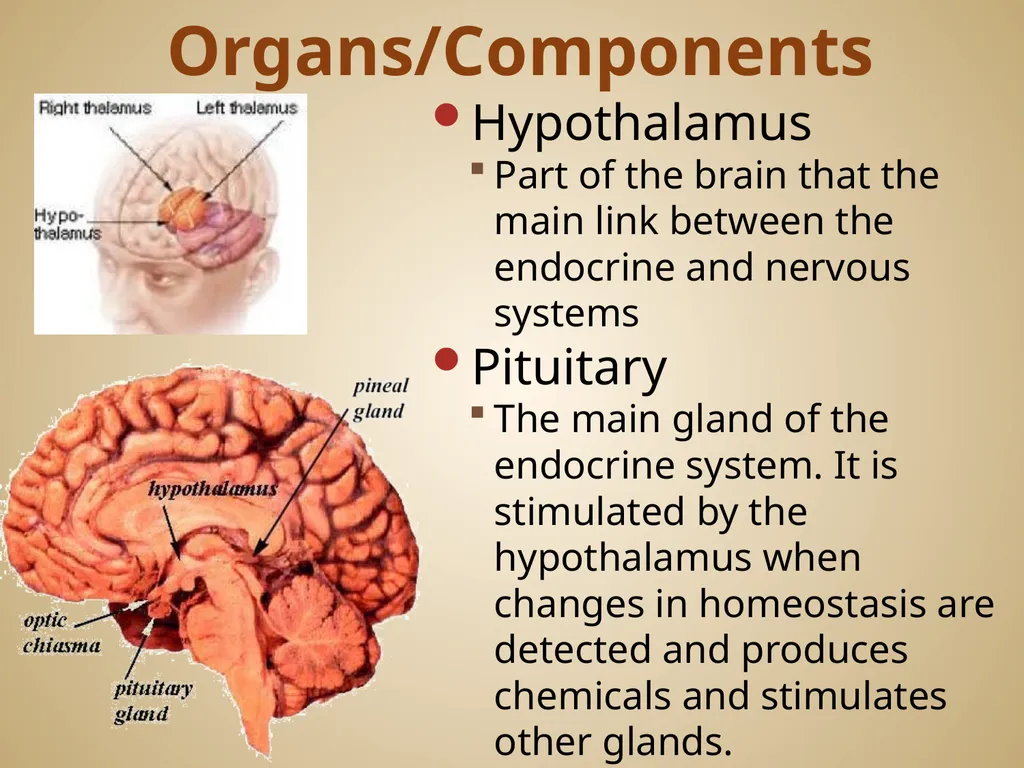 Human Body Systems On-Level Biology Book: Chapters - slide 44 of 53