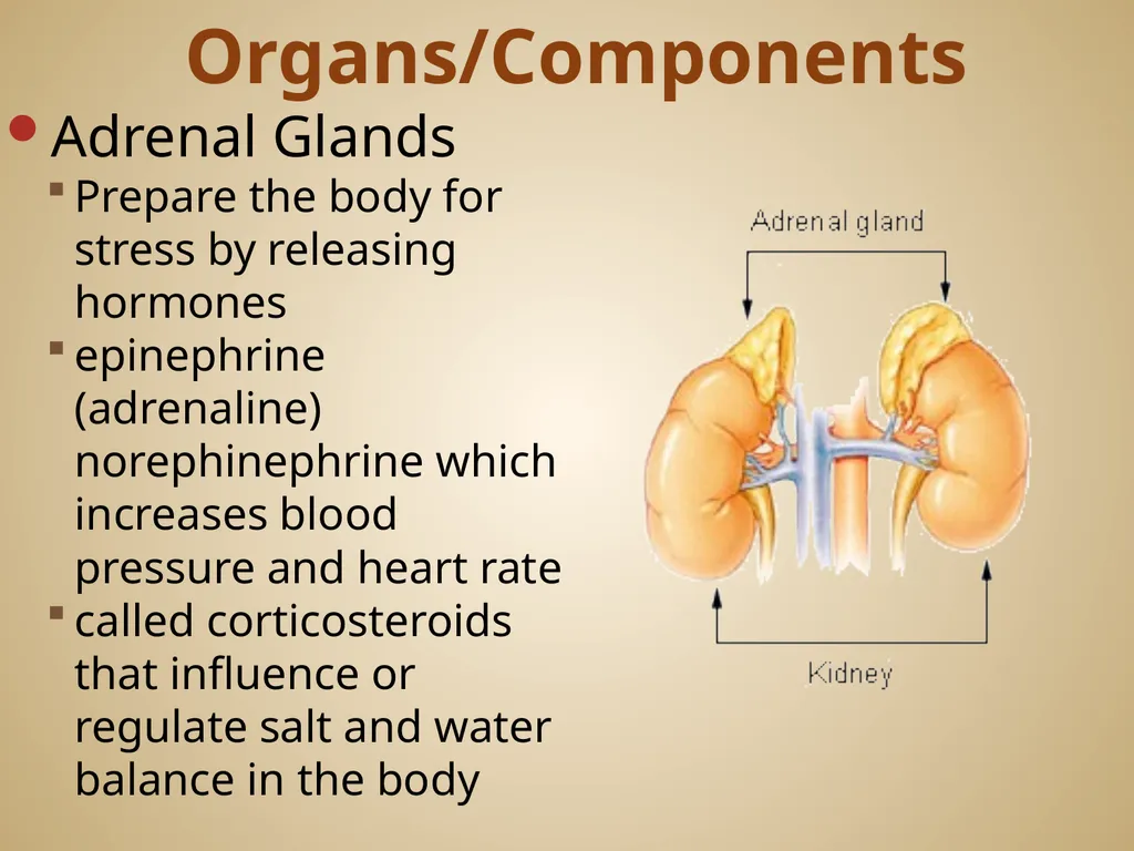 Human Body Systems On-Level Biology Book: Chapters - slide 46 of 53
