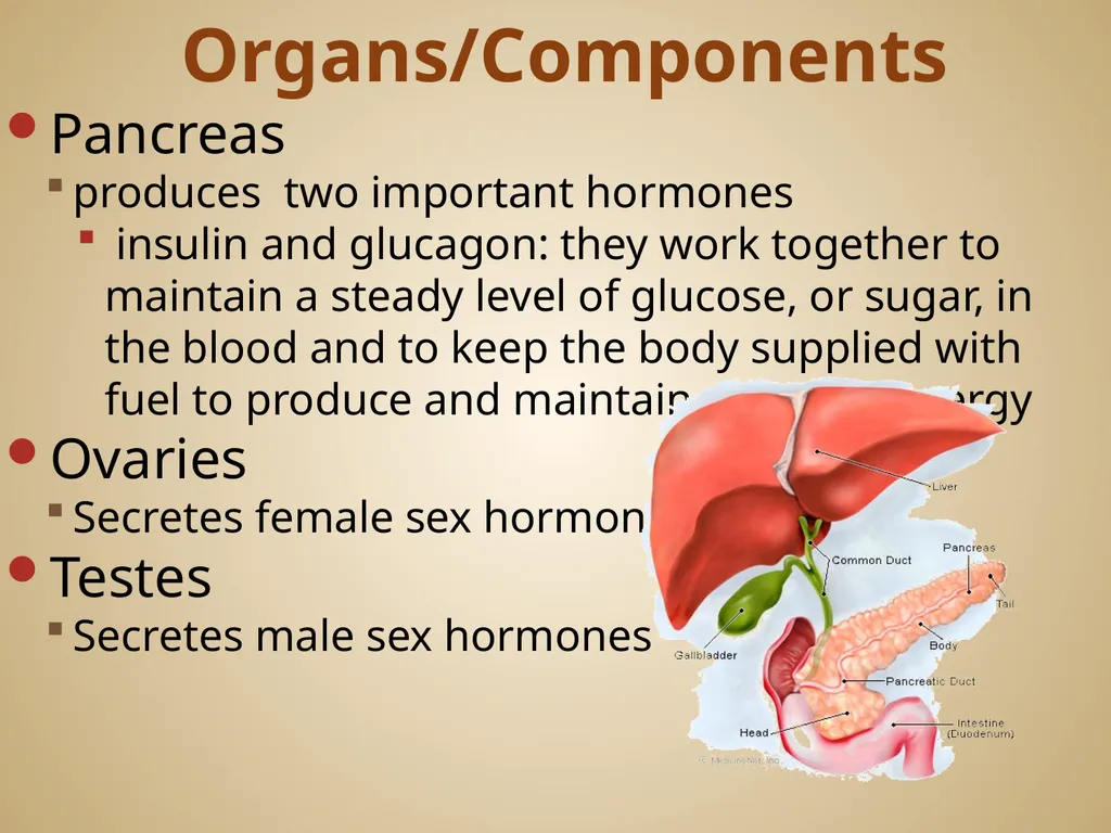 Human Body Systems On-Level Biology Book: Chapters - slide 47 of 53