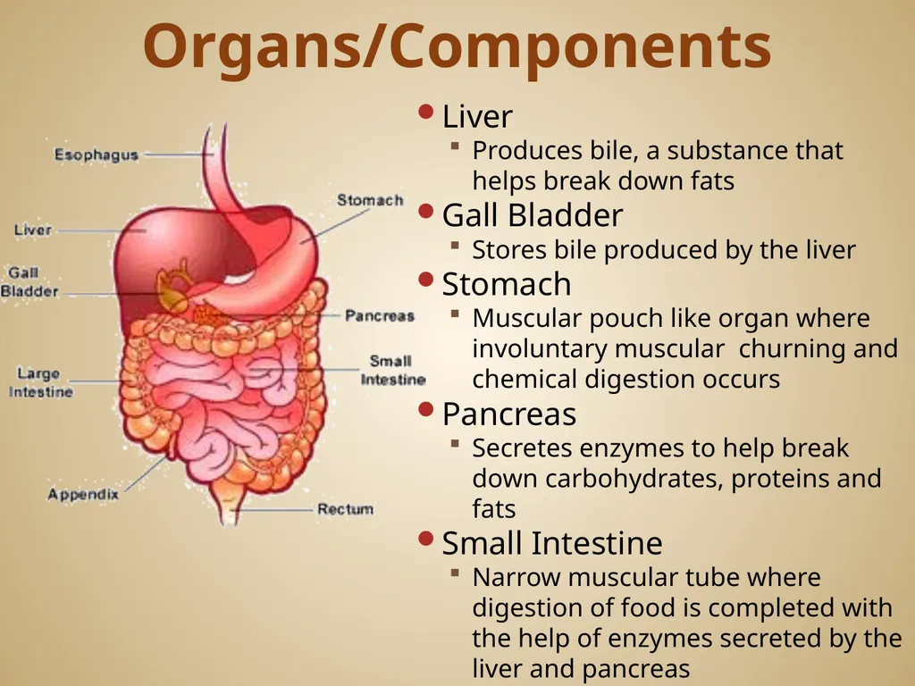 Human Body Systems On-Level Biology Book: Chapters - slide 5 of 53