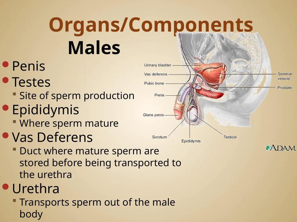 Human Body Systems On-Level Biology Book: Chapters - slide 51 of 53