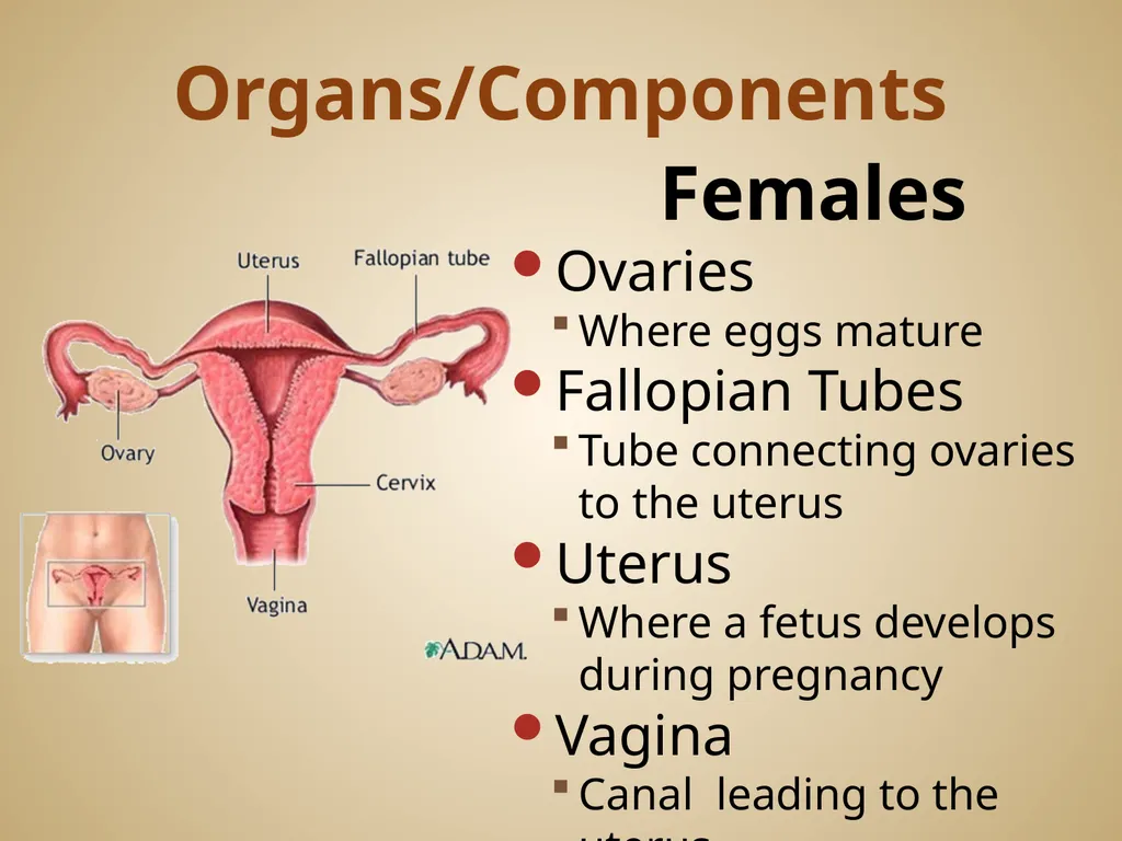 Human Body Systems On-Level Biology Book: Chapters - slide 52 of 53