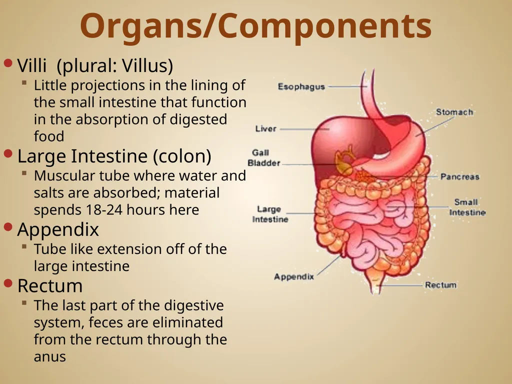 Human Body Systems On-Level Biology Book: Chapters - slide 6 of 53